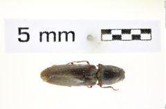Foto (Dorsalansicht) von Corymbitodes elongaticollis (Hamilton, 1893) (NHMW-ZOO-COL-0008403)